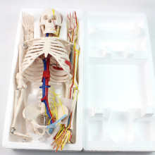 SKELETON07 (12367) Medical Science 85cm Skeleton with Nerves Blood Vessels for School Education